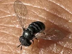 (Paragus Grass Skimmer Fly) dorsal (Paragus Grass Skimmer Fly) dorsal