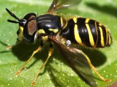 (Chrysotoxum Meadow Fly) male lateral (Chrysotoxum Meadow Fly) male lateral