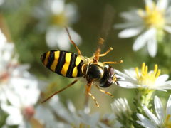 (American Aphideater) female hovering (American Aphideater) female hovering