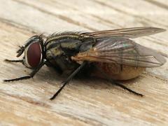 (Common House Fly) female lateral (Common House Fly) female lateral