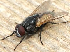 (Common House Fly) male dorsal (Common House Fly) male dorsal
