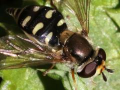(Scaeva Hover Fly) female lateral (Scaeva Hover Fly) female lateral