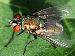 (Common Greenbottle Fly) profile (Common Greenbottle Fly) profile