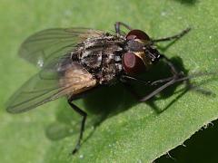 (Common House Fly) female lateral (Common House Fly) female lateral