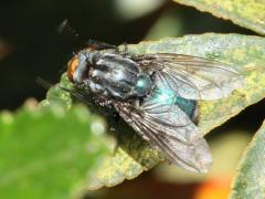 (Calliphoridae Blow Fly) Toxotarsinae (Calliphoridae Blow Fly) Toxotarsinae