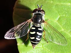 (Large-tailed Aphideater) female dorsal (Large-tailed Aphideater) female dorsal