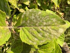 (Wild Bergamot) (Monarda Powdery Mildew) on Wild Bergamot