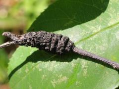 (Serviceberry) (Black Knot) on Serviceberry