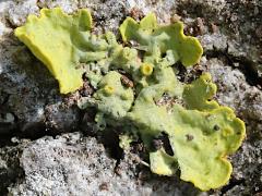 (Oriental Plane) (Common Sunburst Lichen) on Oriental Plane
