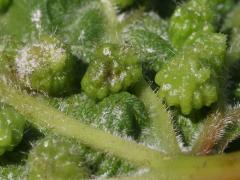 (Riverbank Grape) (Grape Phylloxera) underside galls on Riverbank Grape
