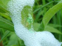 (Tall Goldenrod) (Philaenini True Spittlebug) nymph on Tall Goldenrod