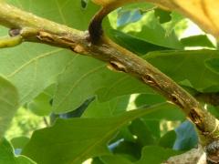 (Bur Oak) (Dwarf Periodical Cicada) egg slits on Bur Oak