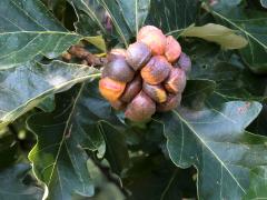 (Swamp White Oak) (Lobed Oak Gall Wasp) galls on Swamp White Oak