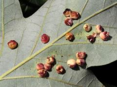 (Swamp White Oak) (Conical Oak Gall Wasp) underside galls on Swamp White Oak