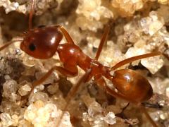 (Buren's Pyramid Ant) lateral