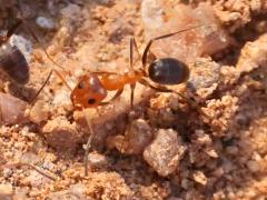 (Bicolored Pyramid Ant) dorsal