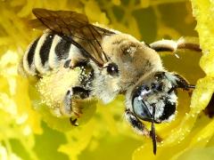 (Santa Rita Pricklypear) (Cactus Chimney Bee) head on Santa Rita Pricklypear