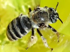 (Santa Rita Pricklypear) (Cactus Chimney Bee) lateral on Santa Rita Pricklypear