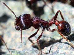 (Rough Harvester Ant) (Rough Harvester Ant) profile
