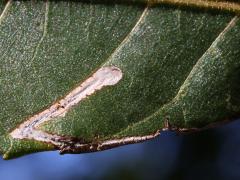 (Black Walnut) (Walnut Leafminer Moth) upperside mine on Black Walnut