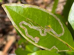 (Redbay) (Persea Leafminer Moth) upperside mine on Redbay