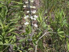 (White False Indigo)