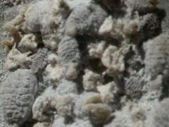 (Prickly Pear Cactus) (True Cochineal Bug) female on Prickly Pear Cactus