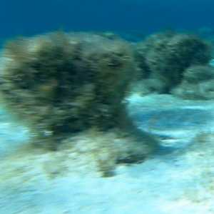 Stromatolites Stromatolites