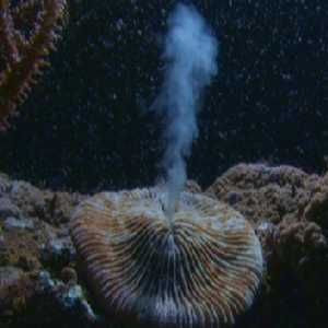 coral coral