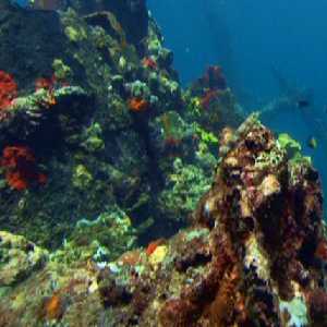 reef reef