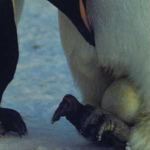 Emperor Penguin Emperor Penguin