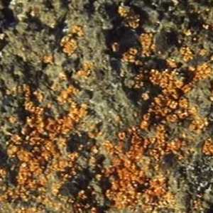 Lichen Lichen
