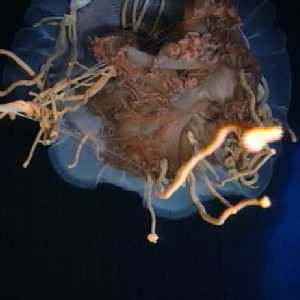 giant jellyfish giant jellyfish