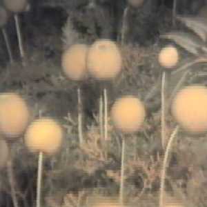 stalk sponges stalk sponges