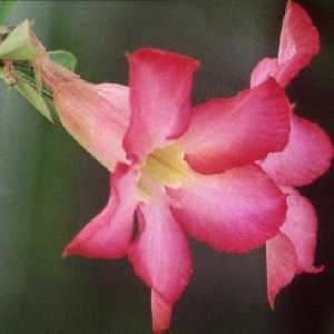 ANGIOSPERM ANGIOSPERM