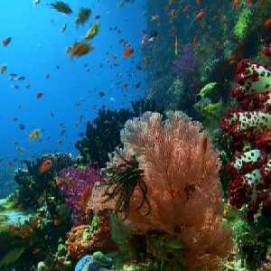 Coral Coral