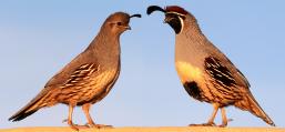 (Gambel's Quail) pair