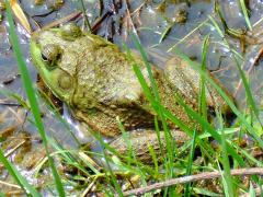(Bullfrog) lateral
