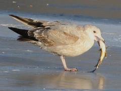 (American Herring Gull) catches Freshwater Drum