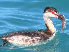 (Horned Grebe) swallows Yellow Perch