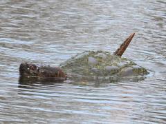 (Common Snapping Turtle) swimming (Common Snapping Turtle) swimming