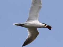(Bluegill) and Caspian Tern (Bluegill) and Caspian Tern