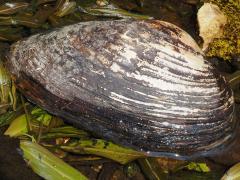 (Giant Floater Mussel) front (Giant Floater Mussel) front