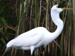 (Great Egret) swallows Green Sunfish (Great Egret) swallows Green Sunfish