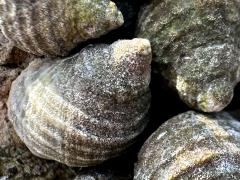 (Echinolittorina Periwinkle) dorsal