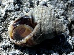 (Echinolittorina Periwinkle) ventral