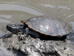 (Pond Slider) elegans dorsal