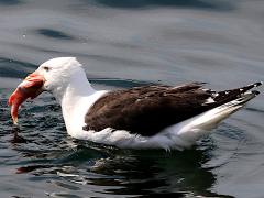 (Great Black-backed Gull) swallows Acadian Rockfish