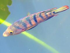 (Mayan Cichlid) swimming