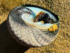 (Speckled Tegula) basal
